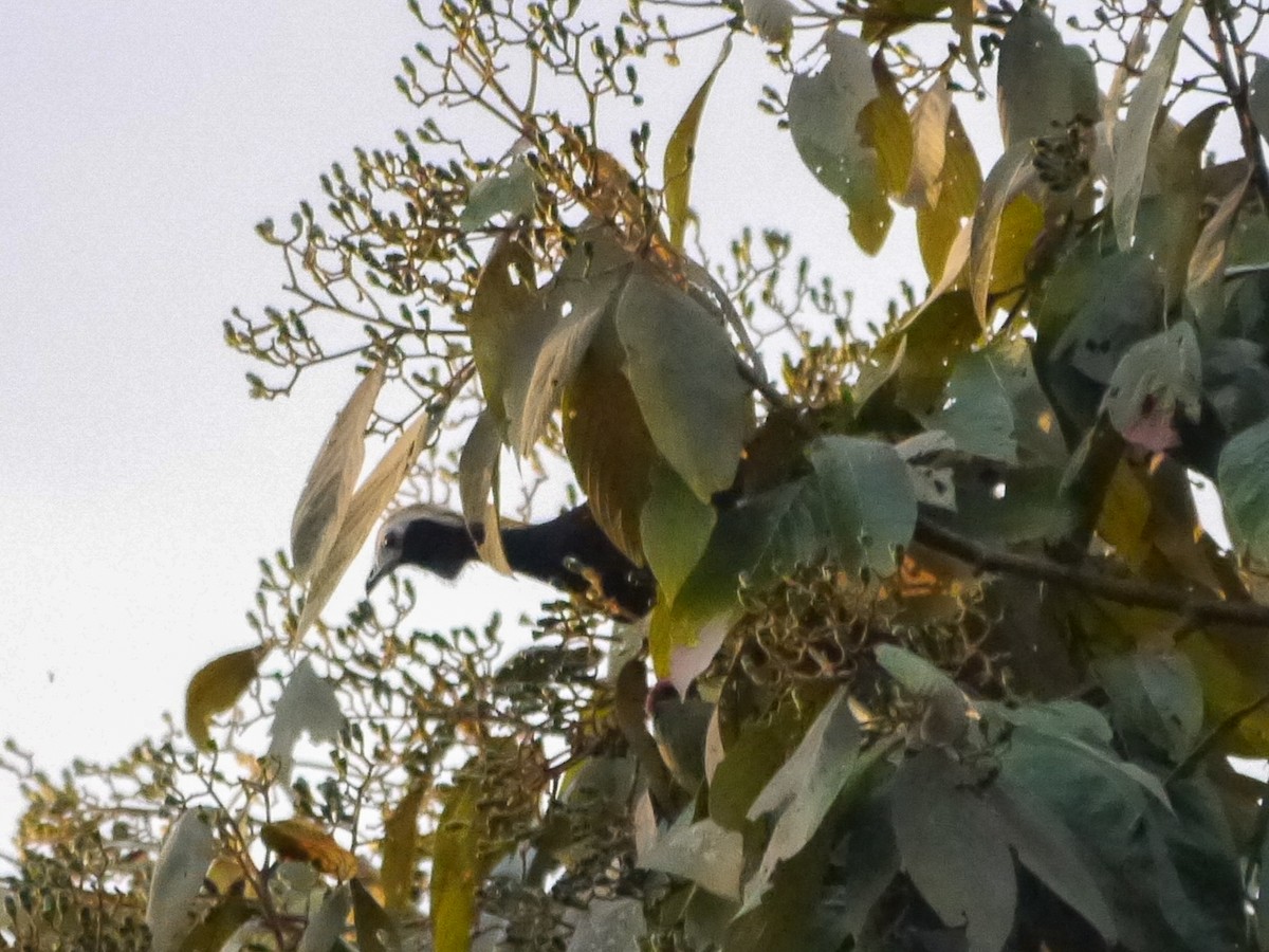 eBird Checklist - 5 Nov 2016 - Madre de Dios - 92 species