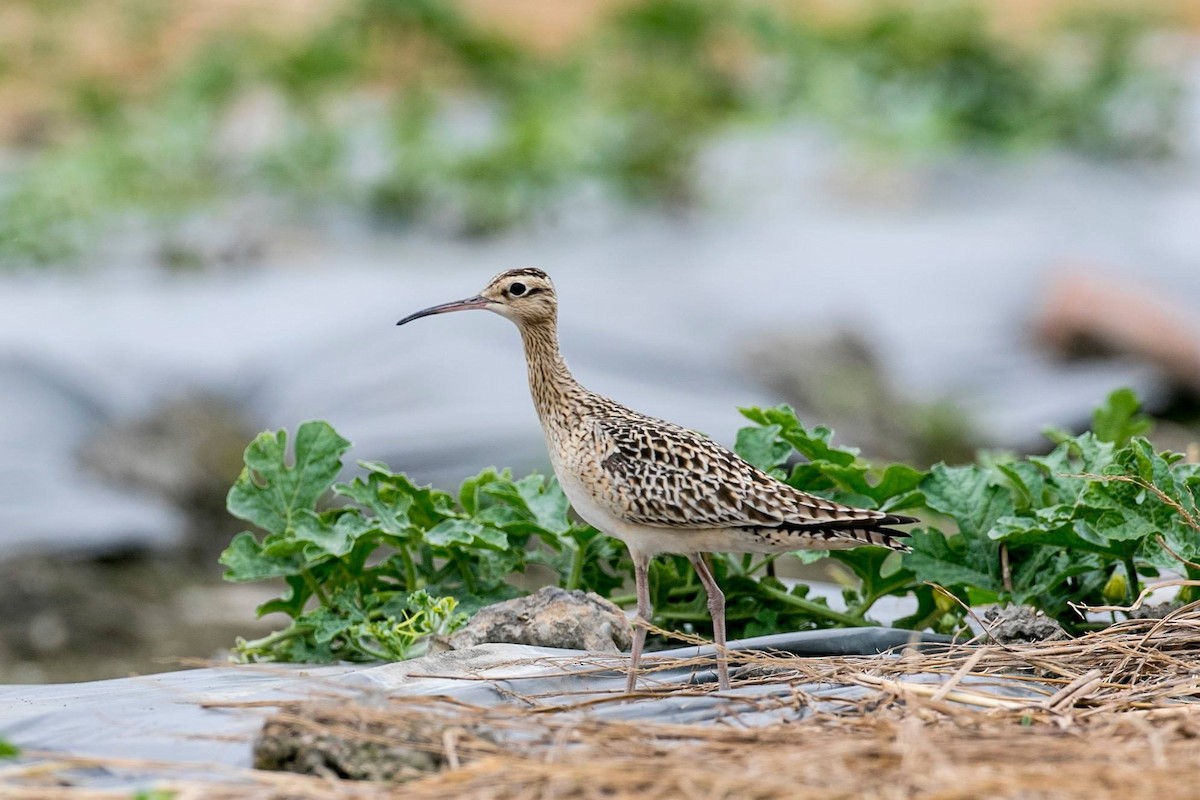 Little Curlew - Lin bb