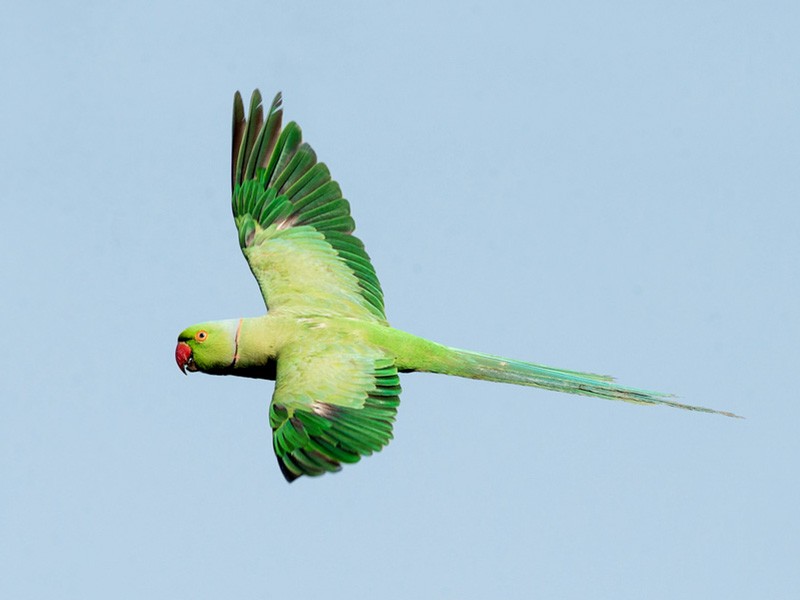 Parakeet sales in flight