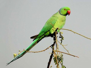  - Rose-ringed Parakeet