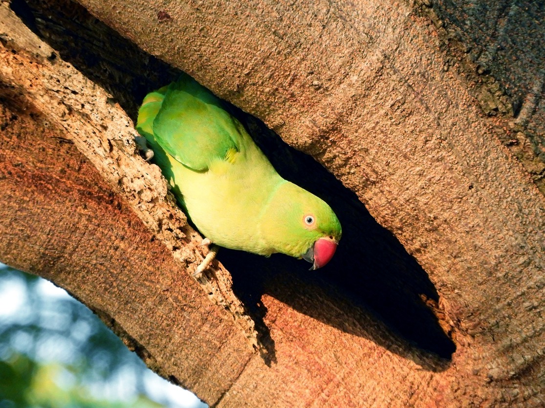 Rose-ringed Parakeet - Tarachand Wanvari