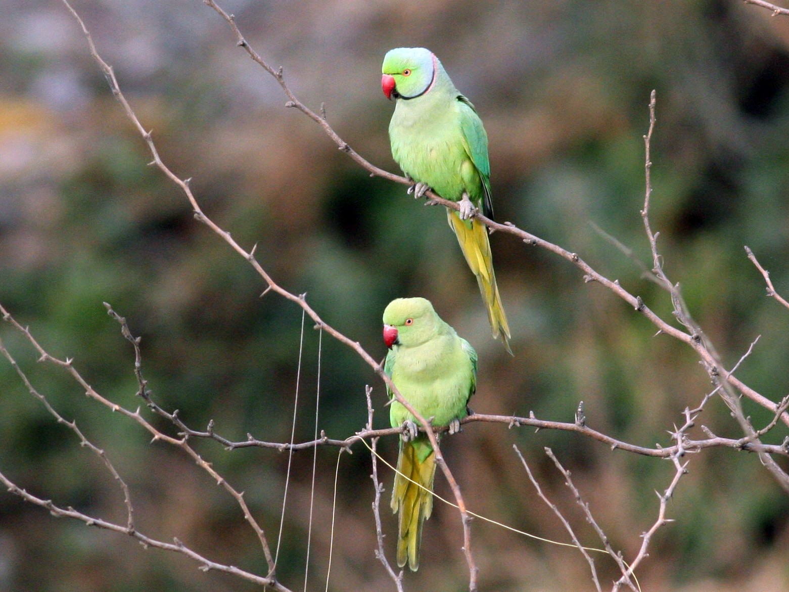 Rose-ringed Parakeet - Nate Swick