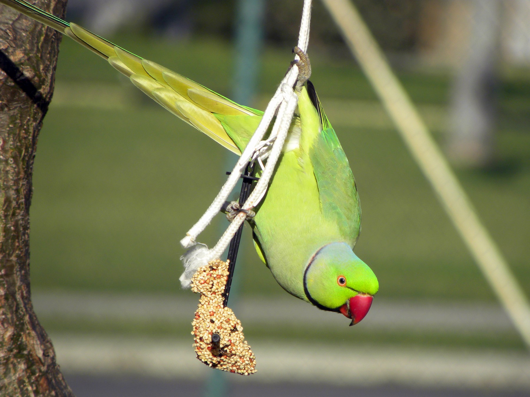 Red 2024 ring parakeet