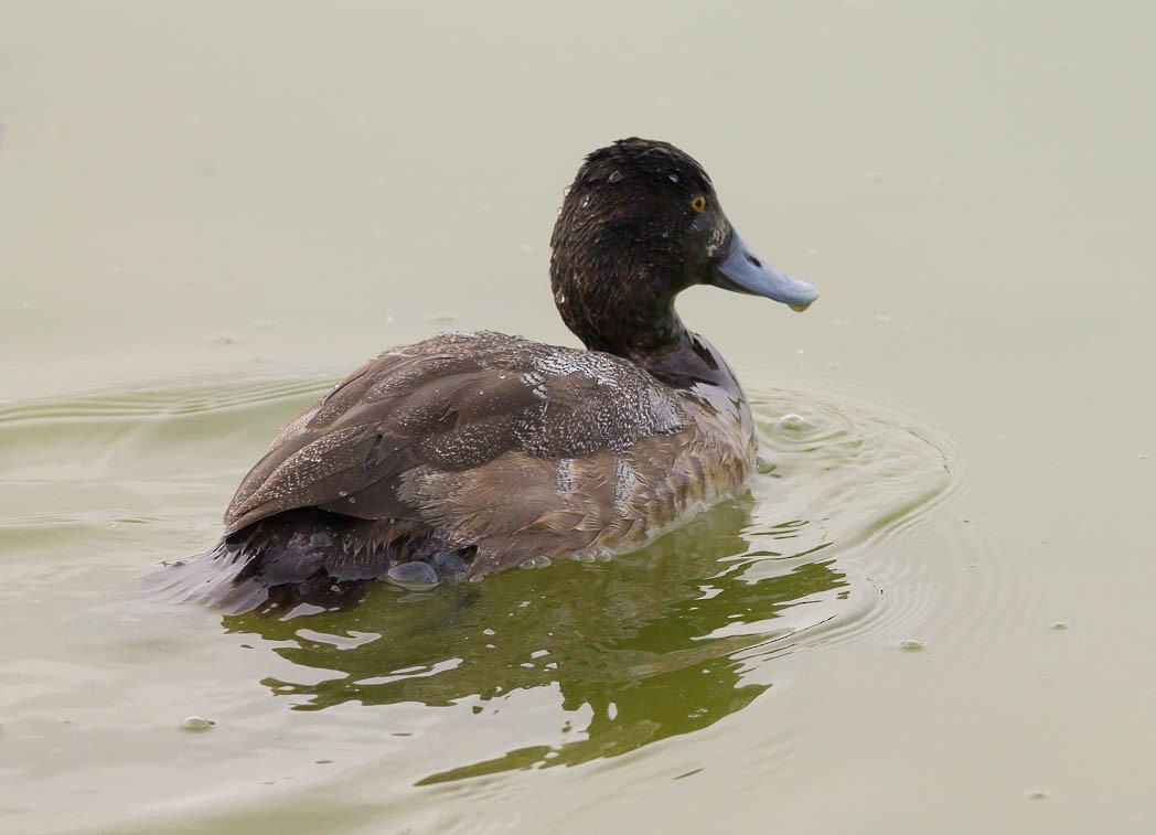 Greater Scaup - ML55027421