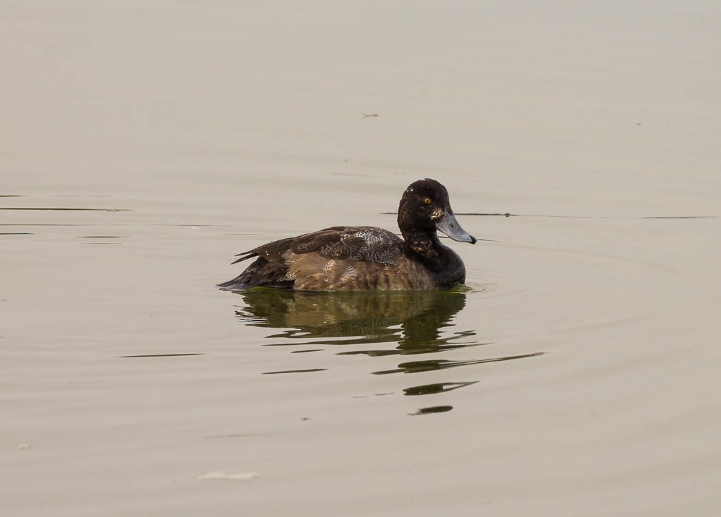 Greater Scaup - ML55027431