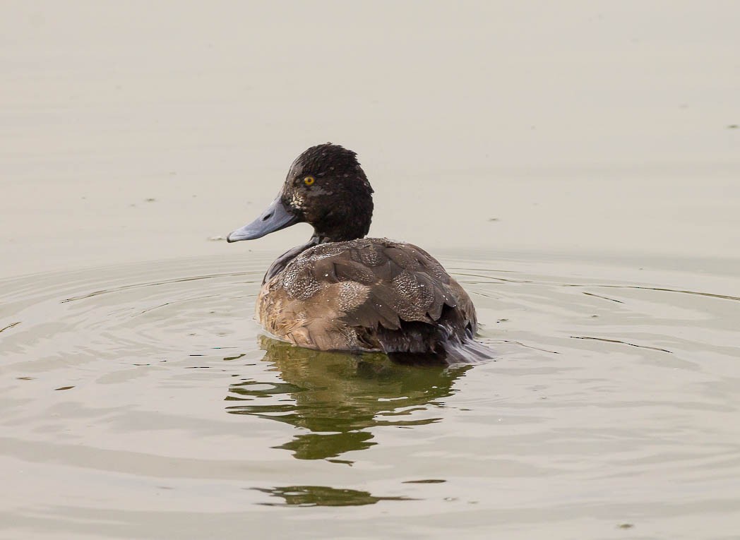Greater Scaup - ML55027441