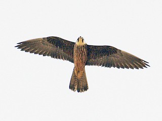  - Eleonora's Falcon