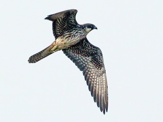  - Eleonora's Falcon