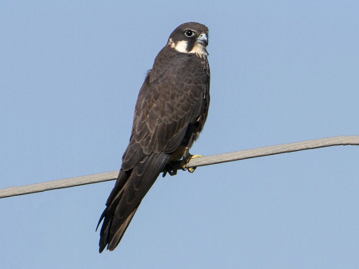 Eleonoras Falcon - eBird