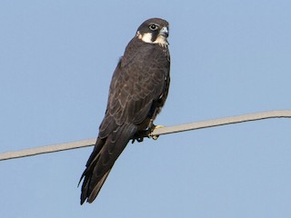  - Eleonora's Falcon