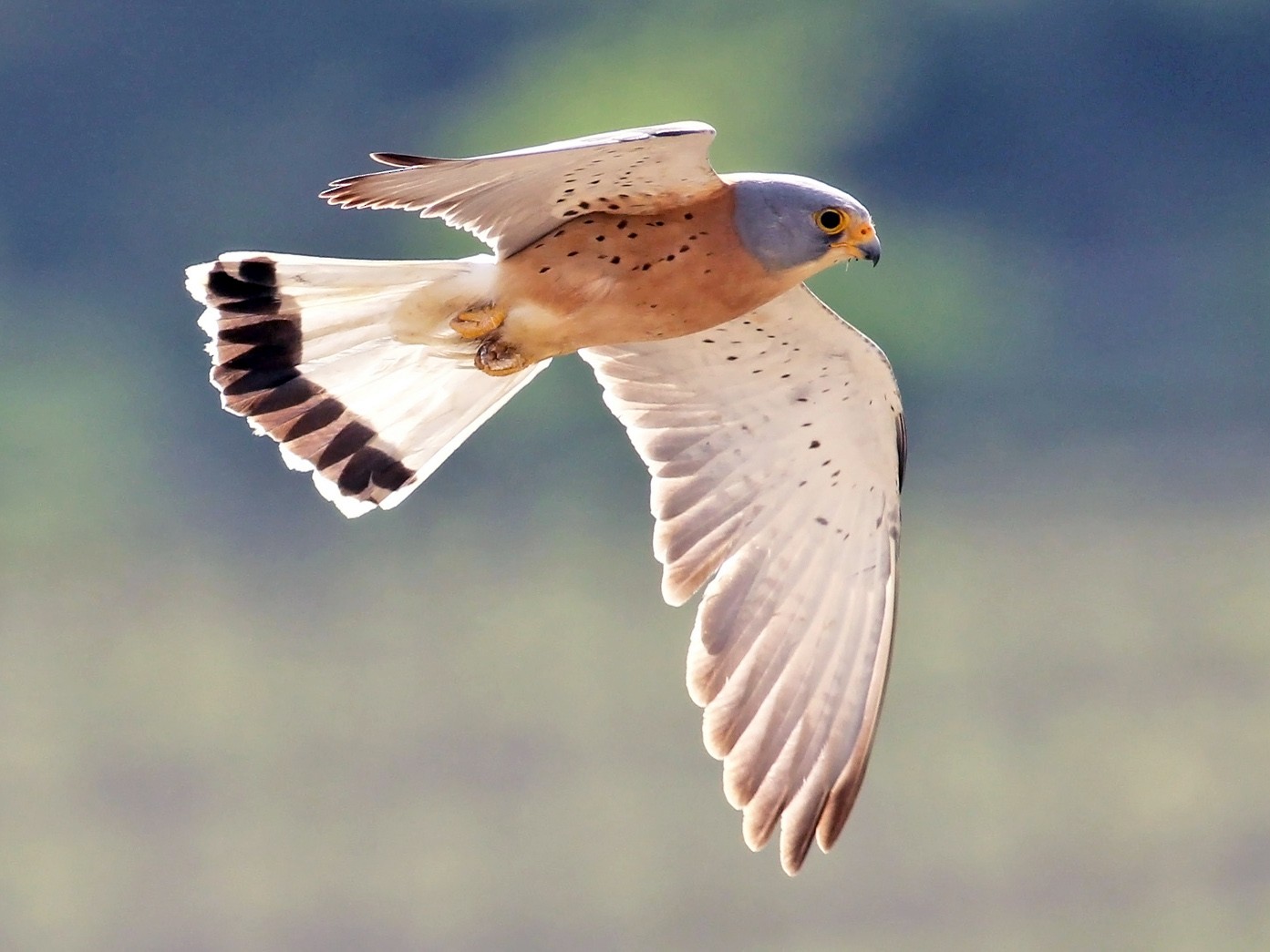 Lesser Kestrel - Adrien Mauss