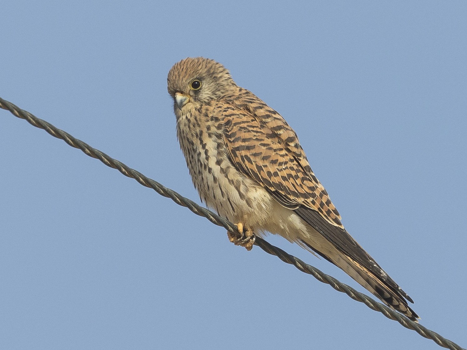 Lesser Kestrel