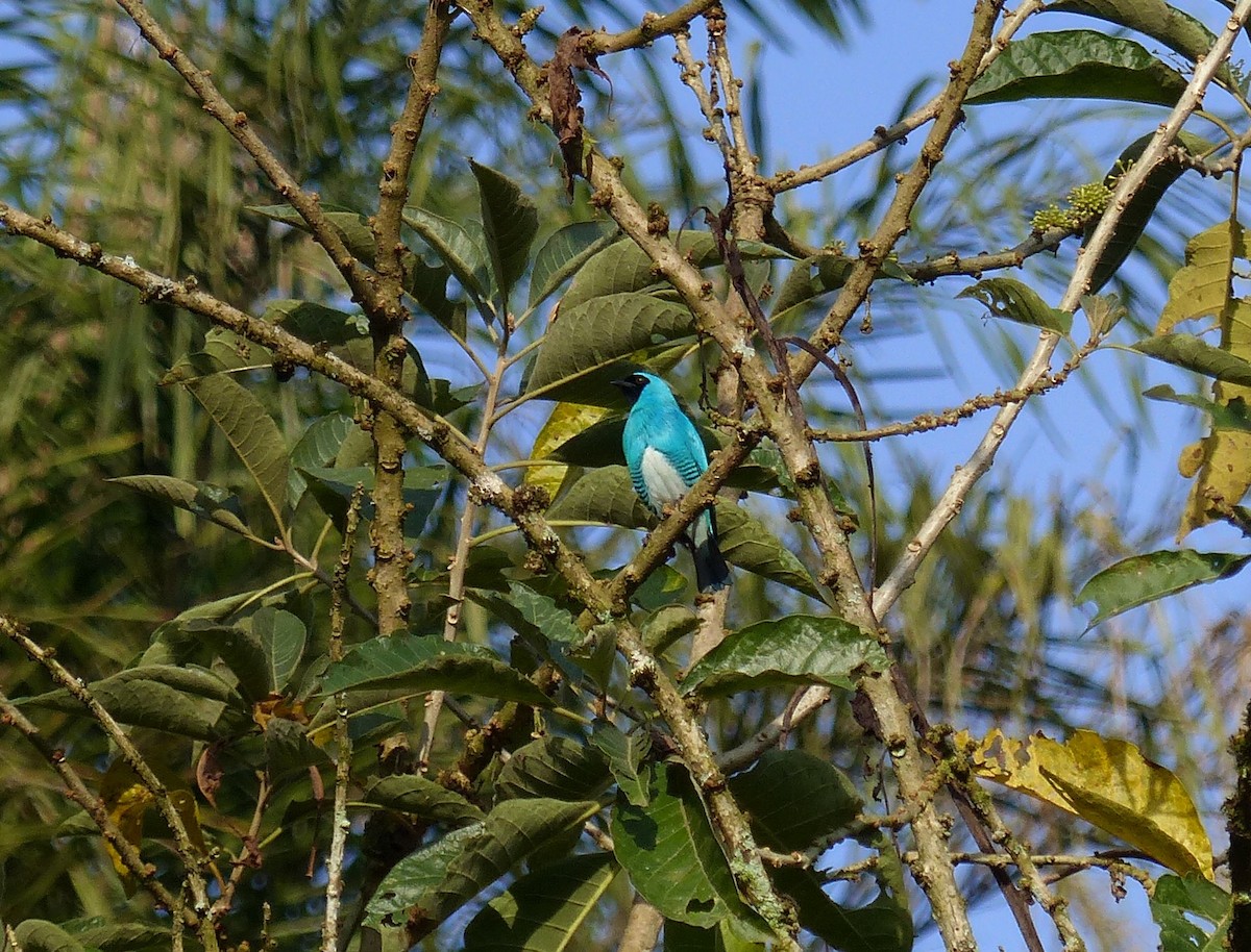 Swallow Tanager - ML550287201