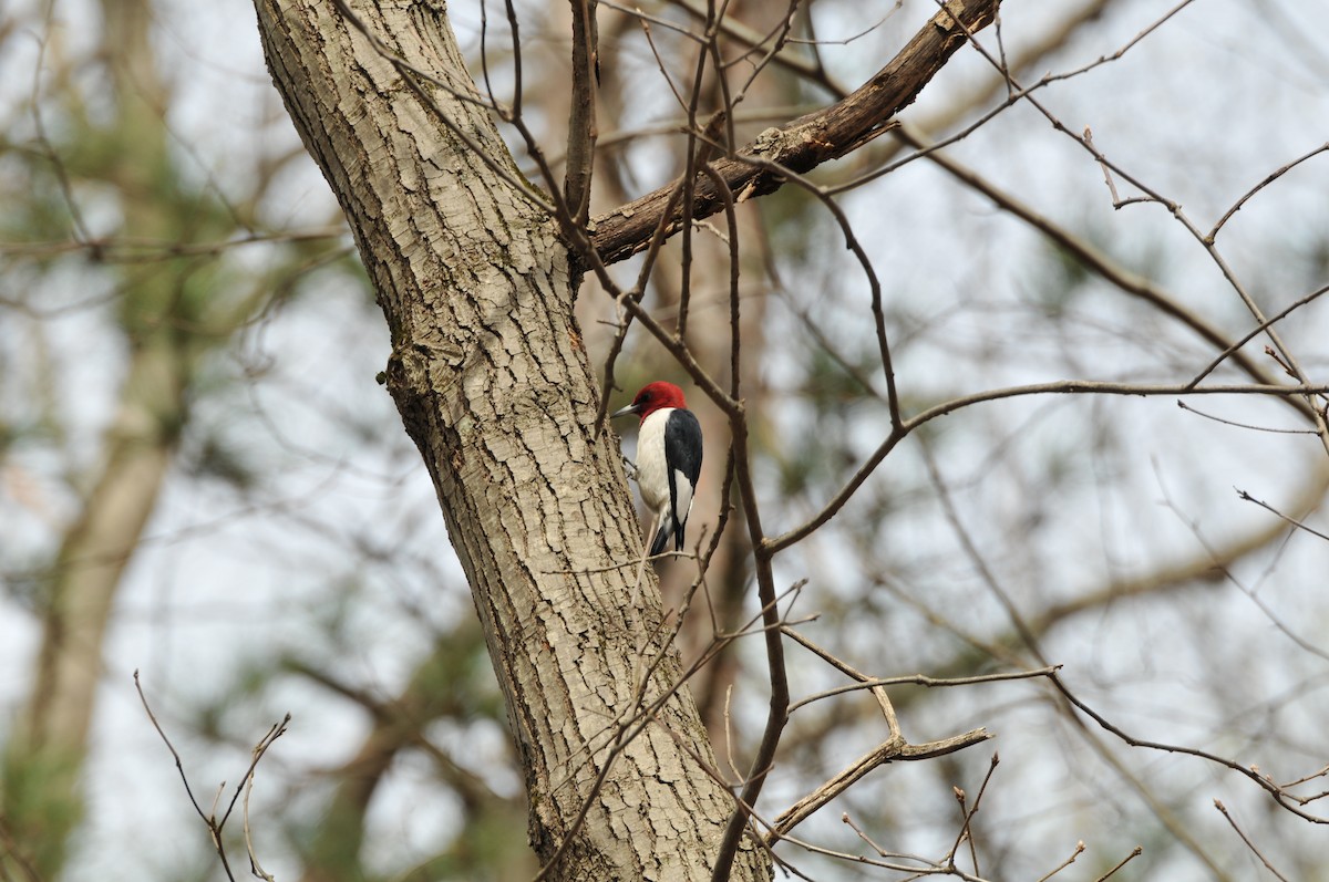 eBird Checklist - 17 Apr 2017 - Riverstone Estate - 5 species