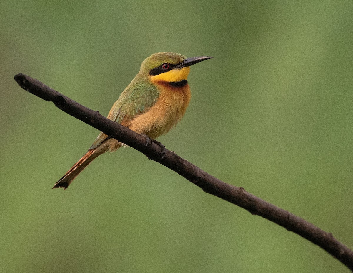 Little Bee-eater - ML550288361