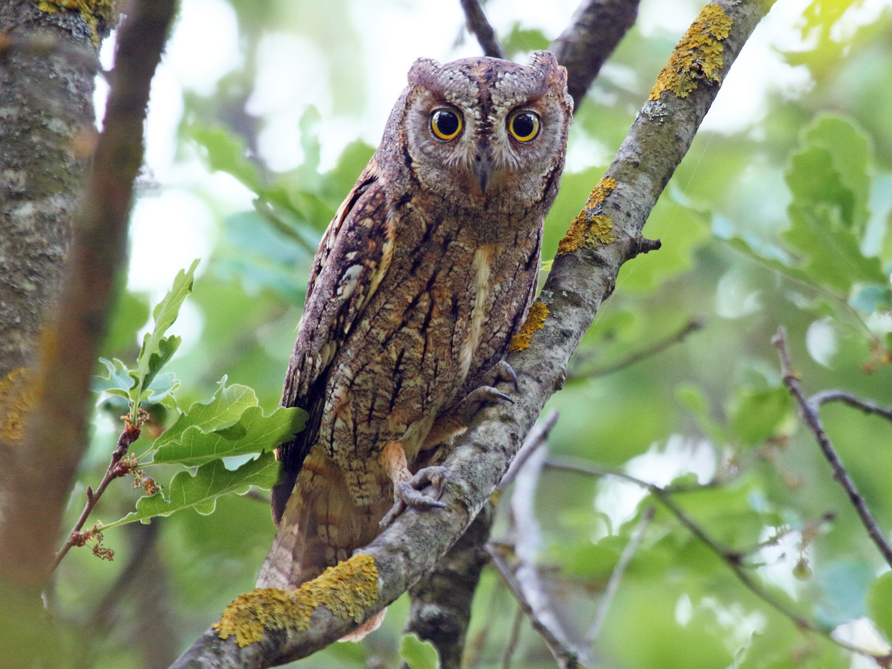 Eurasian Scops-Owl - Patrick J. Blake