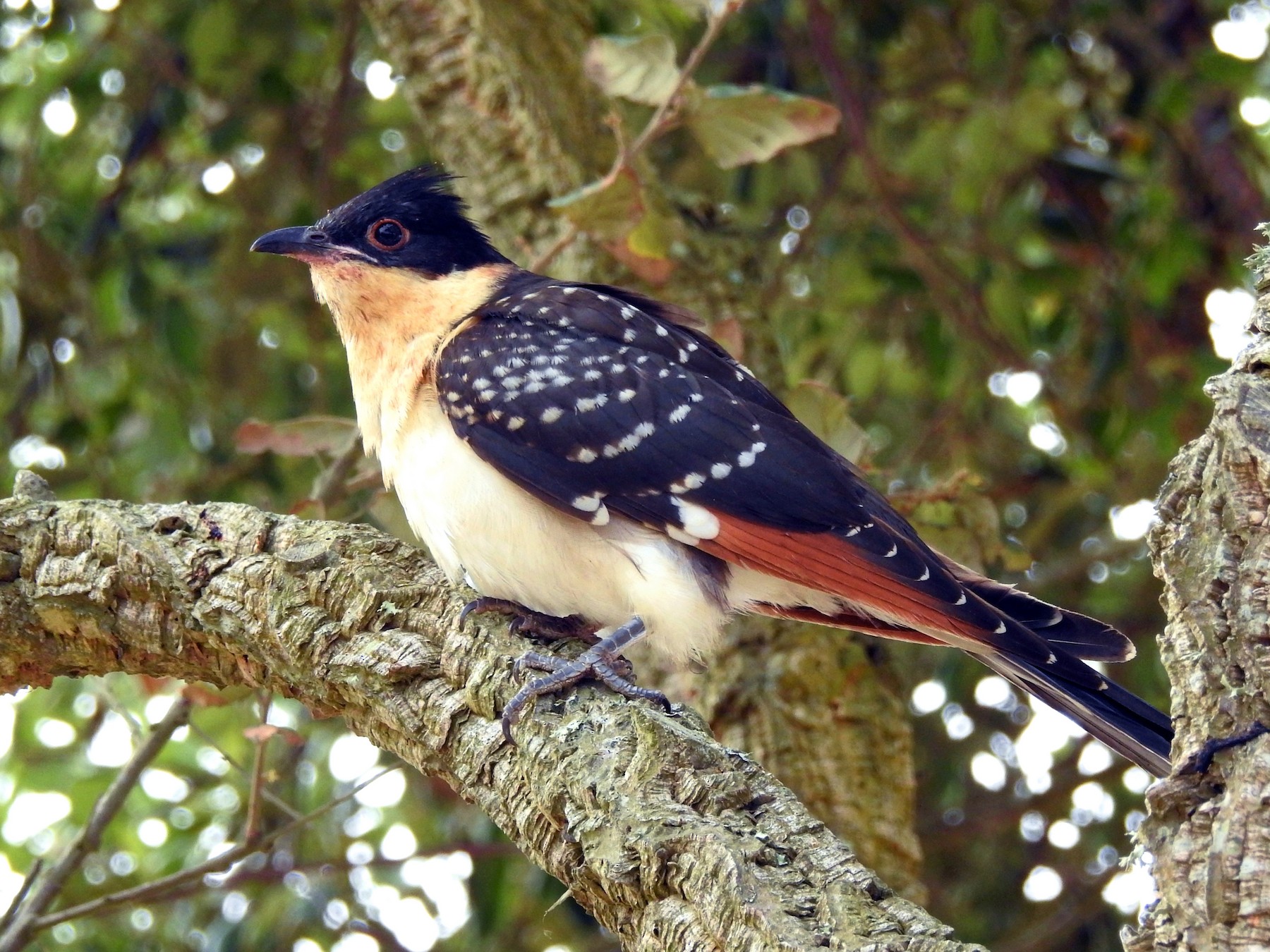 Great Spotted Cuckoo - Rui Jorge