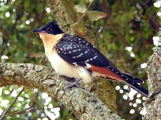 Молодая птица - Rui Jorge - ML55029351