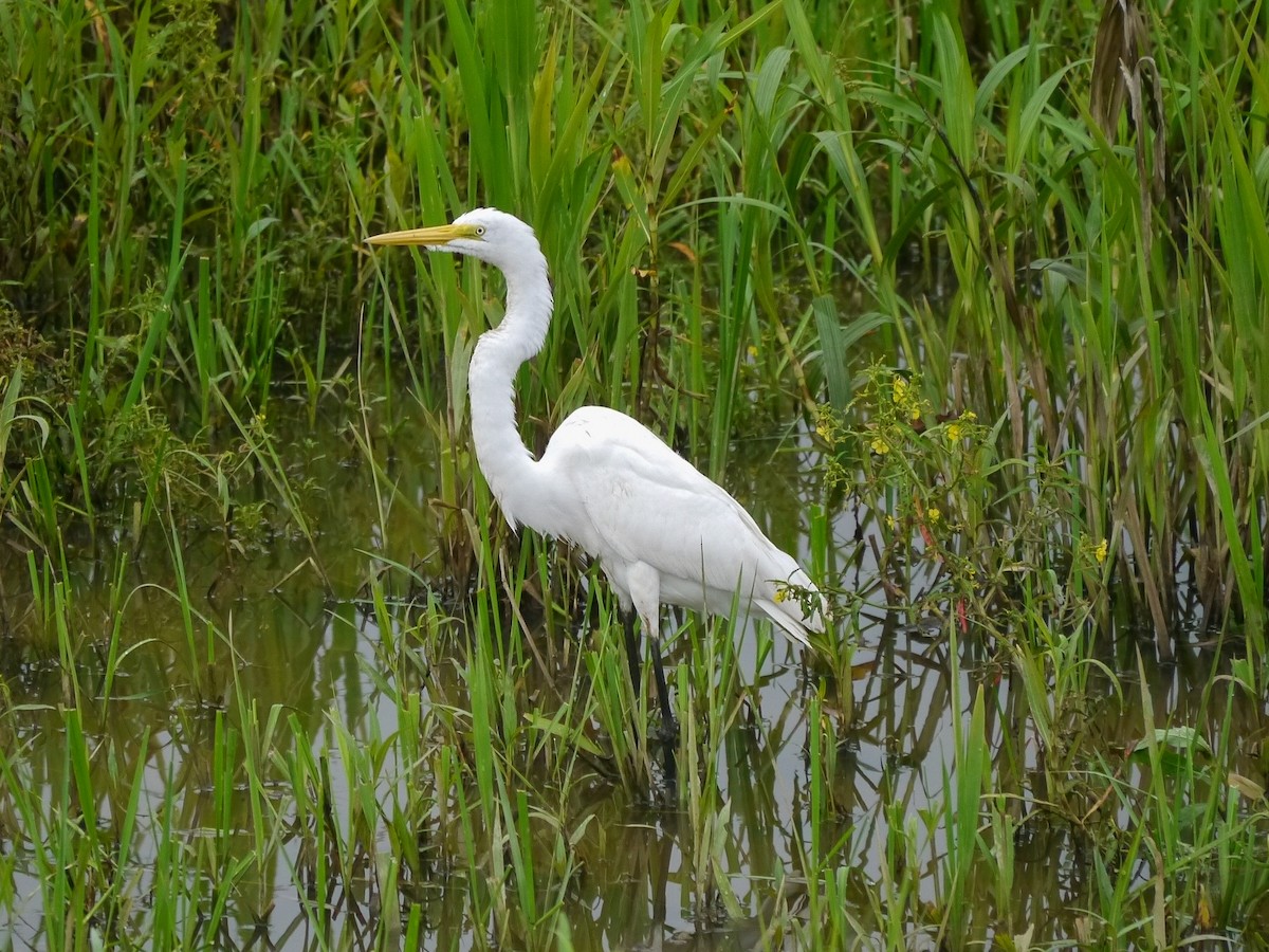 eBird Checklist - 9 Nov 2016 - Madre de Dios - 33 species