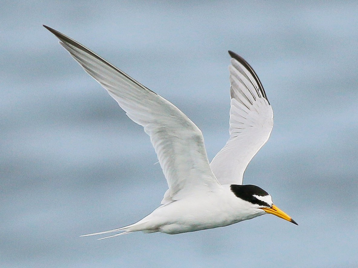 Little Tern - Neoh Hor Kee