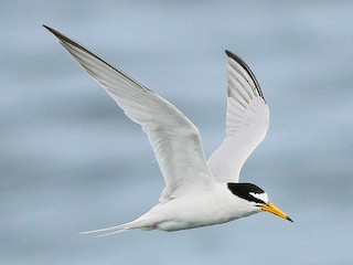 繁殖期の成鳥 - Neoh Hor Kee - ML55029811