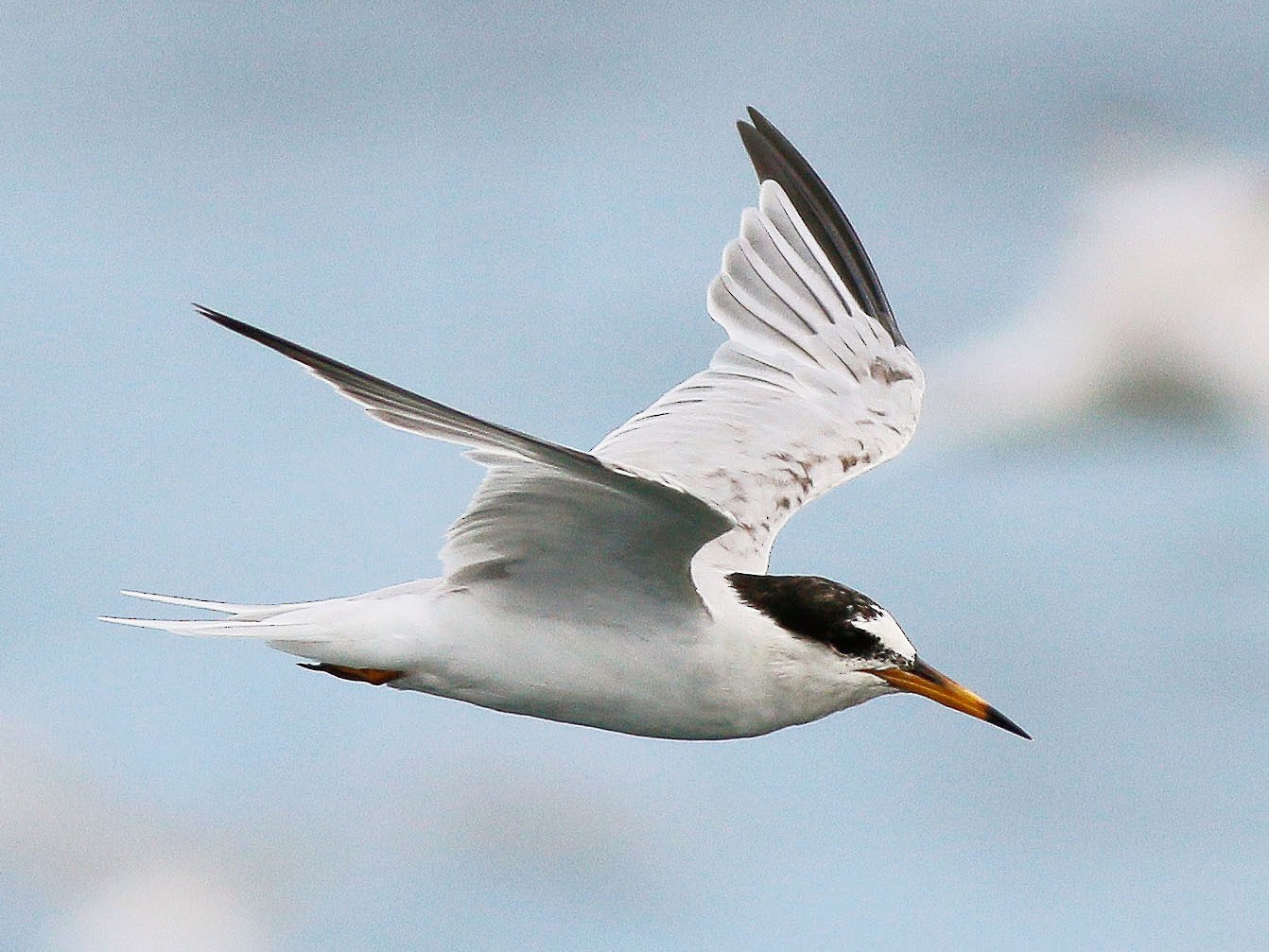 Little Tern - Neoh Hor Kee