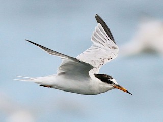 Image João Carrasqueira image beautiful image beautiful image beautiful image beautiful image beautiful image beautiful image beautiful image beautiful image beautiful - Little Tern - eBird