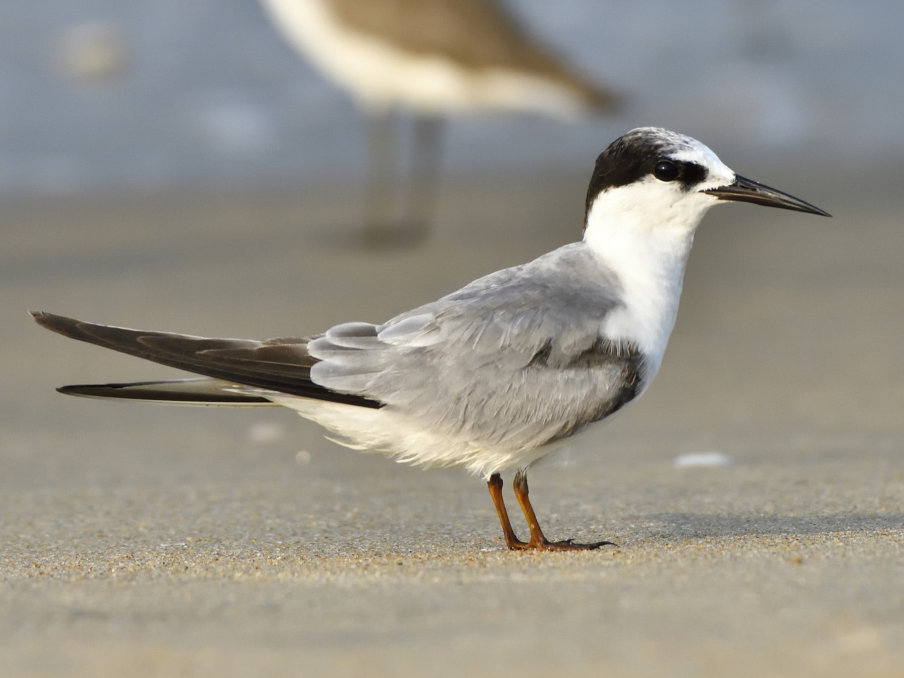 Little Tern - Polly Kalamassery