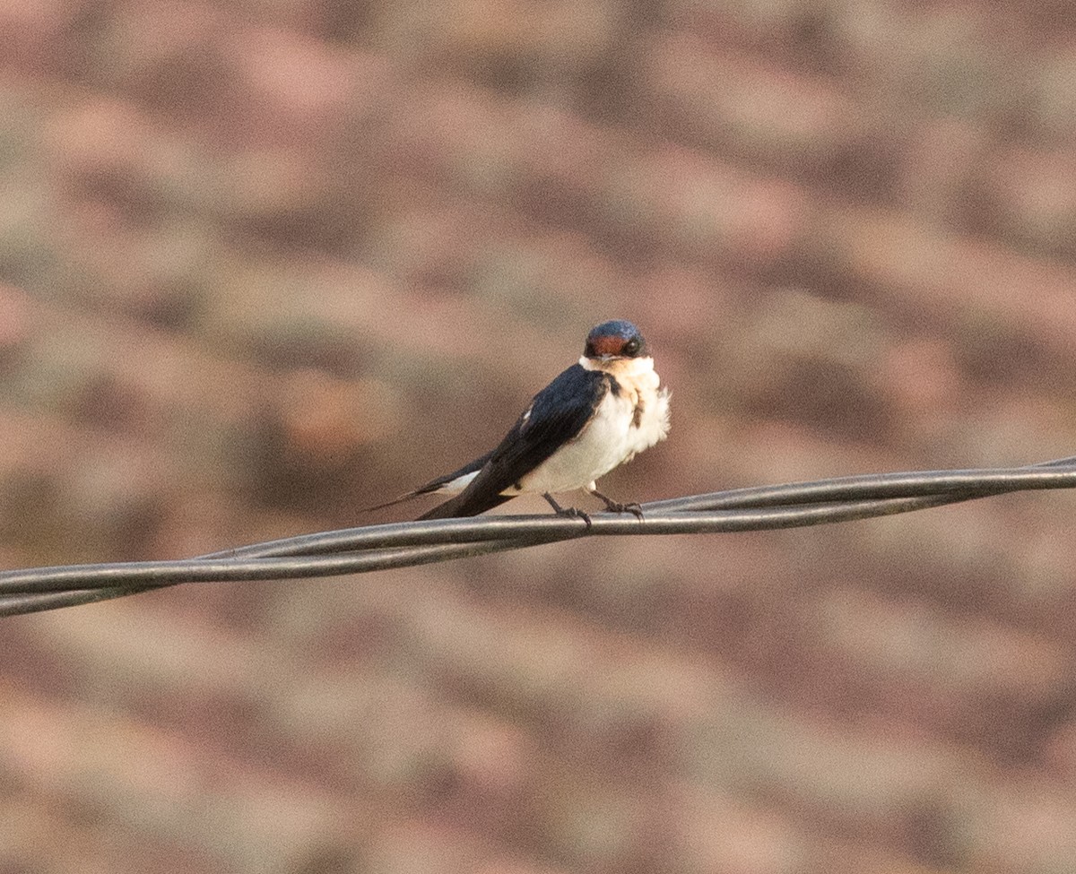 Ethiopian Swallow - ML550298961