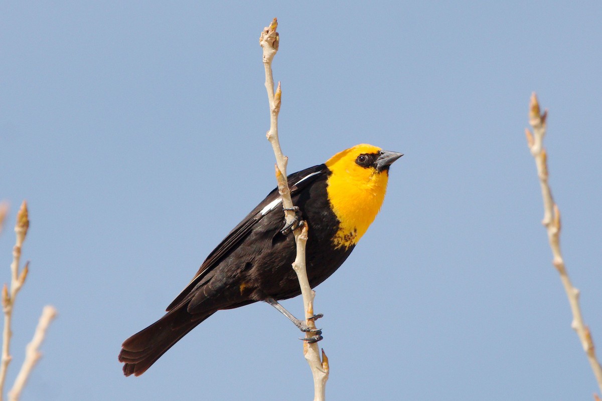 Yellow-headed Blackbird - ML550301861