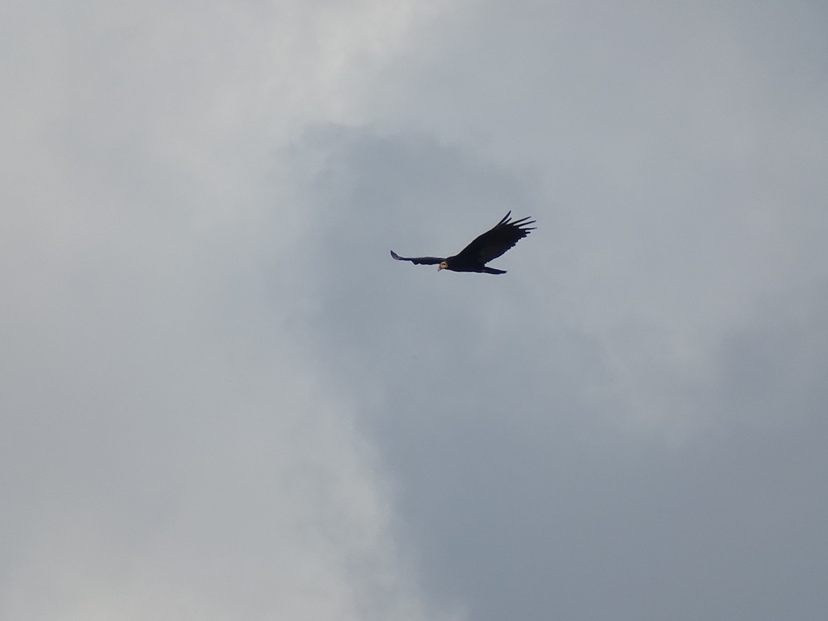 Greater Yellow-headed Vulture - ML550303171