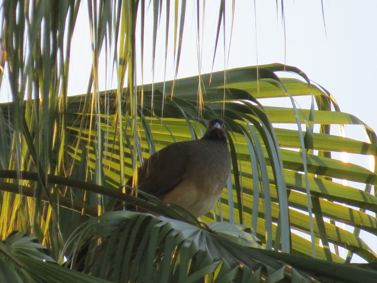 West Mexican Chachalaca - ML550303911