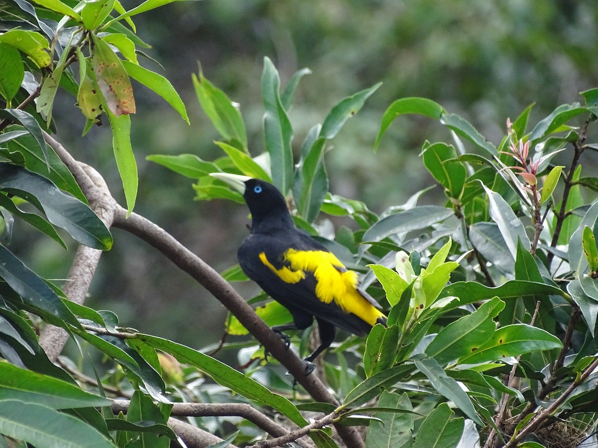 Yellow-rumped Cacique - ML550304891