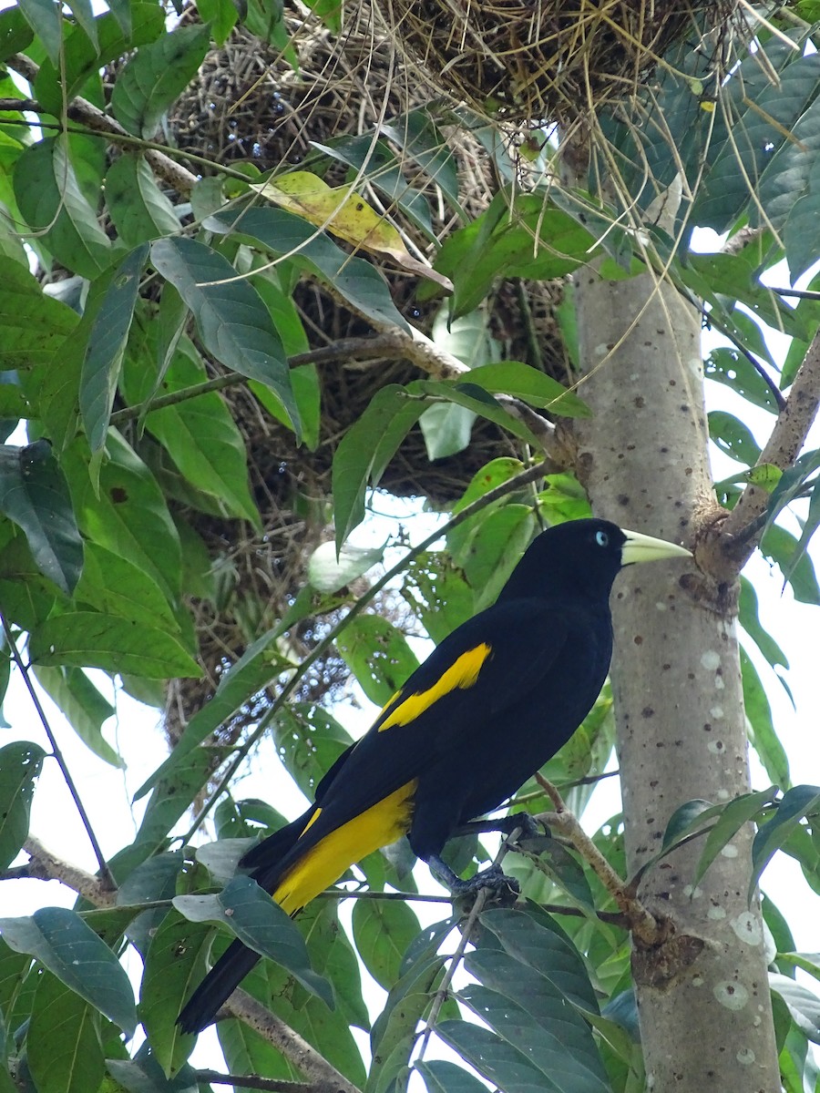 Yellow-rumped Cacique - ML550304971