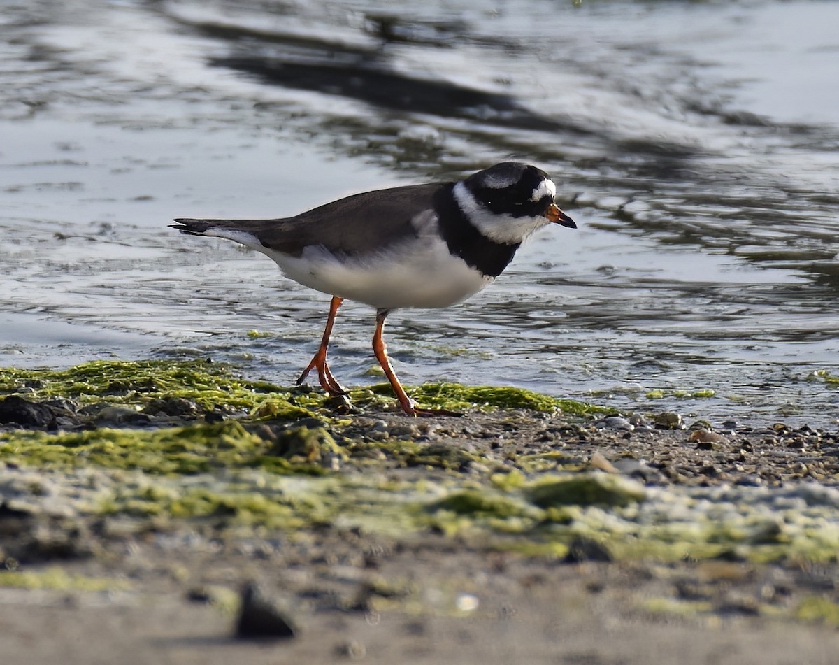 Common Ringed Plover - ML550314131