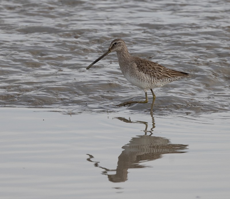 Long-billed Dowitcher - ML550317601