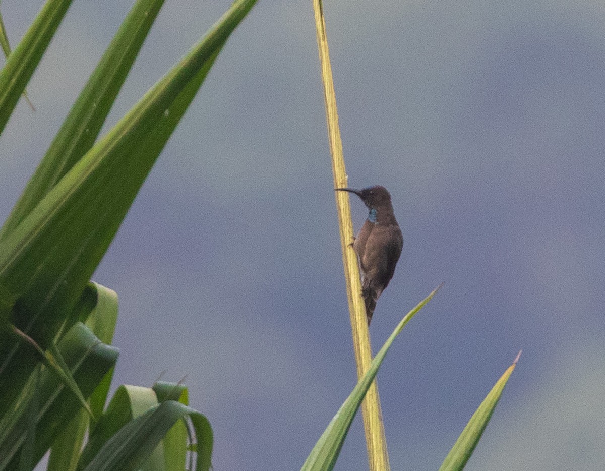 Blue-throated Brown Sunbird - William Price