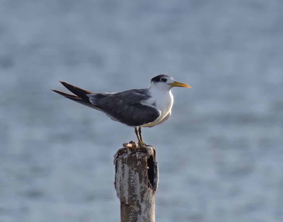 Great Crested Tern - ML550321211