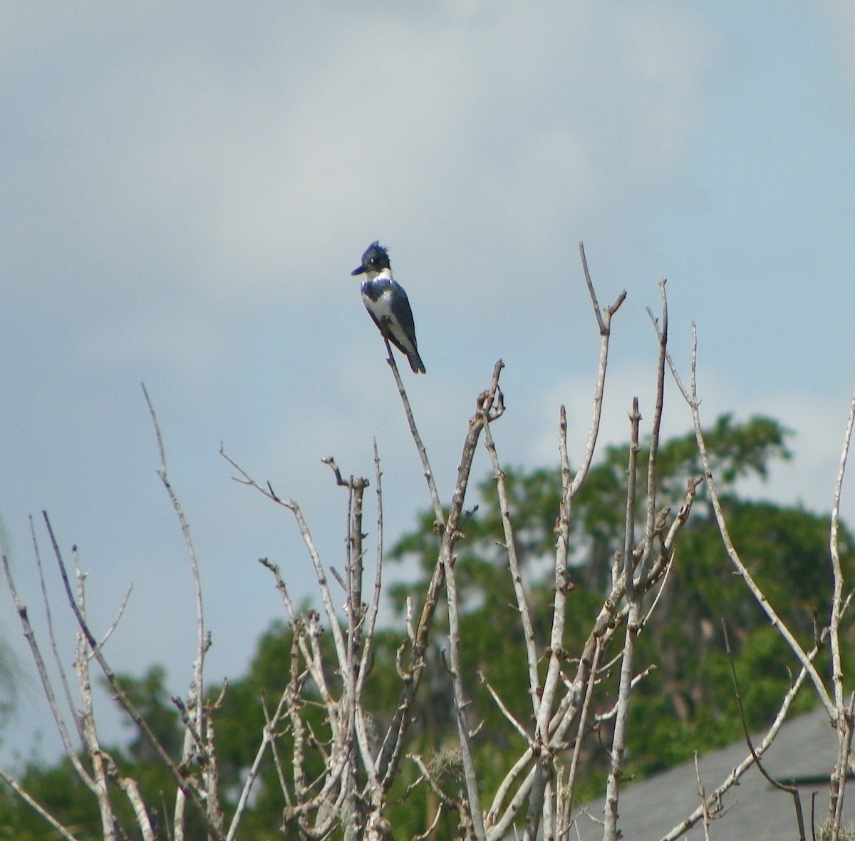Belted Kingfisher - ML550322031