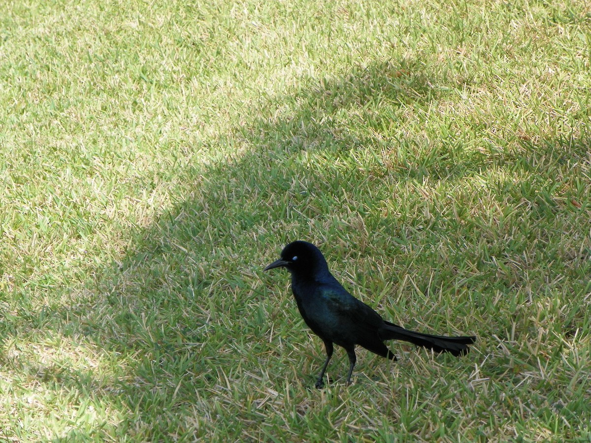 Boat-tailed Grackle - ML550322351