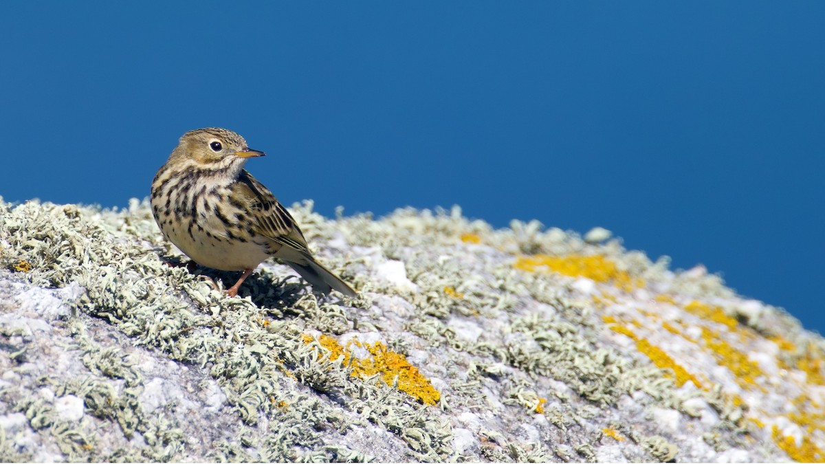 Meadow Pipit - ML550327641