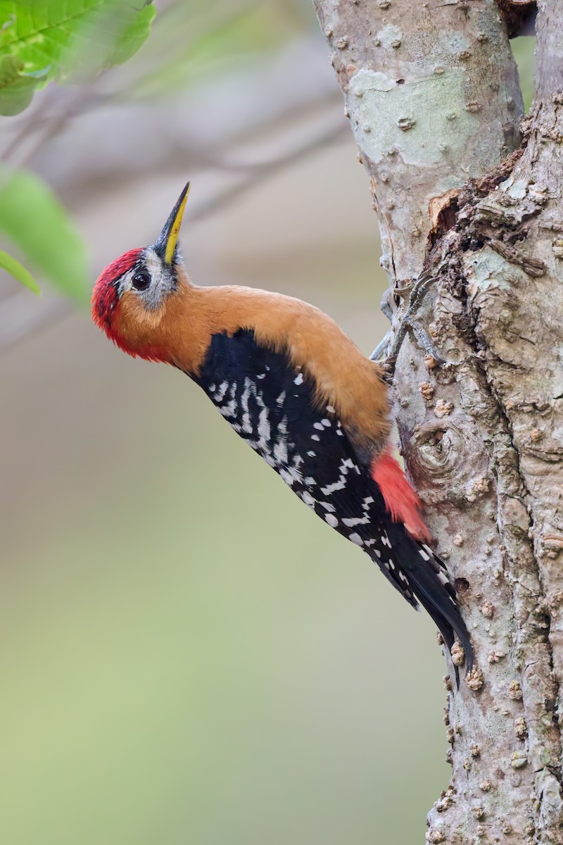 Rufous-bellied Woodpecker - Sharif Uddin