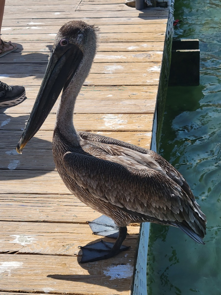 Brown Pelican (Atlantic) - ML550328361