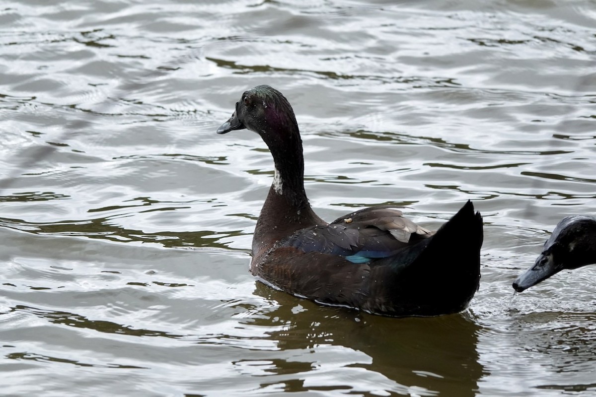 Muscovy Duck (Domestic type) - ML550333891