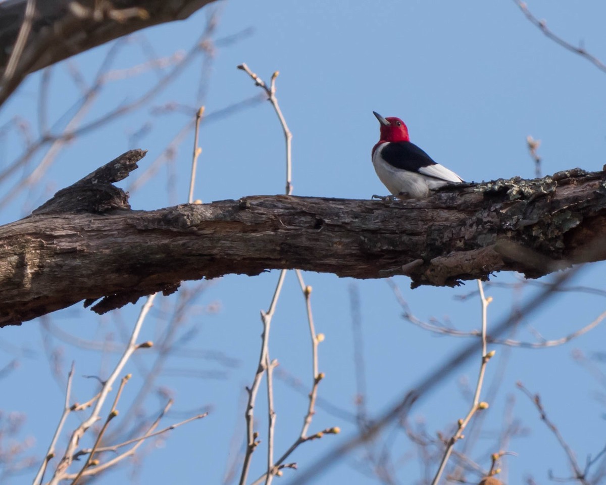 Red-headed Woodpecker - ML55033391