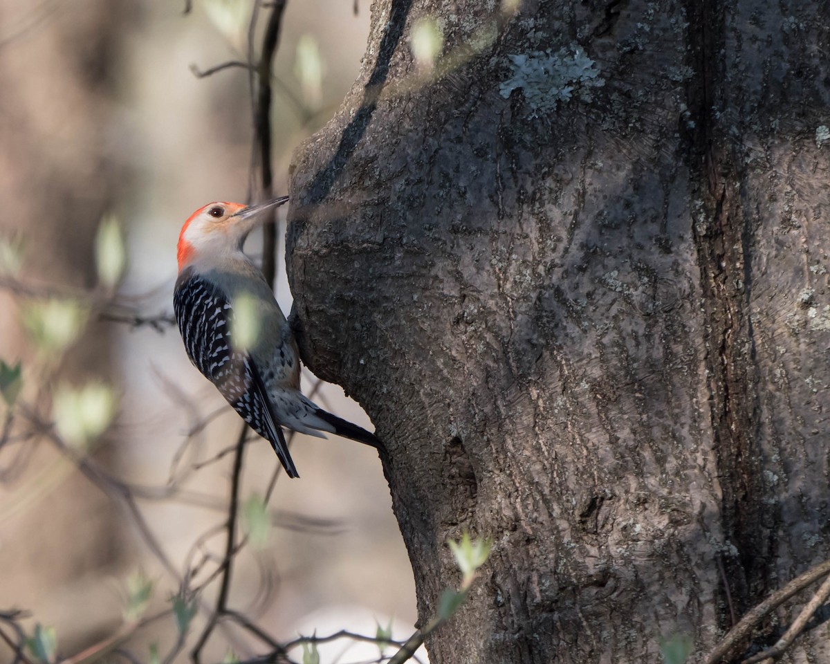 Red-bellied Woodpecker - ML55033471