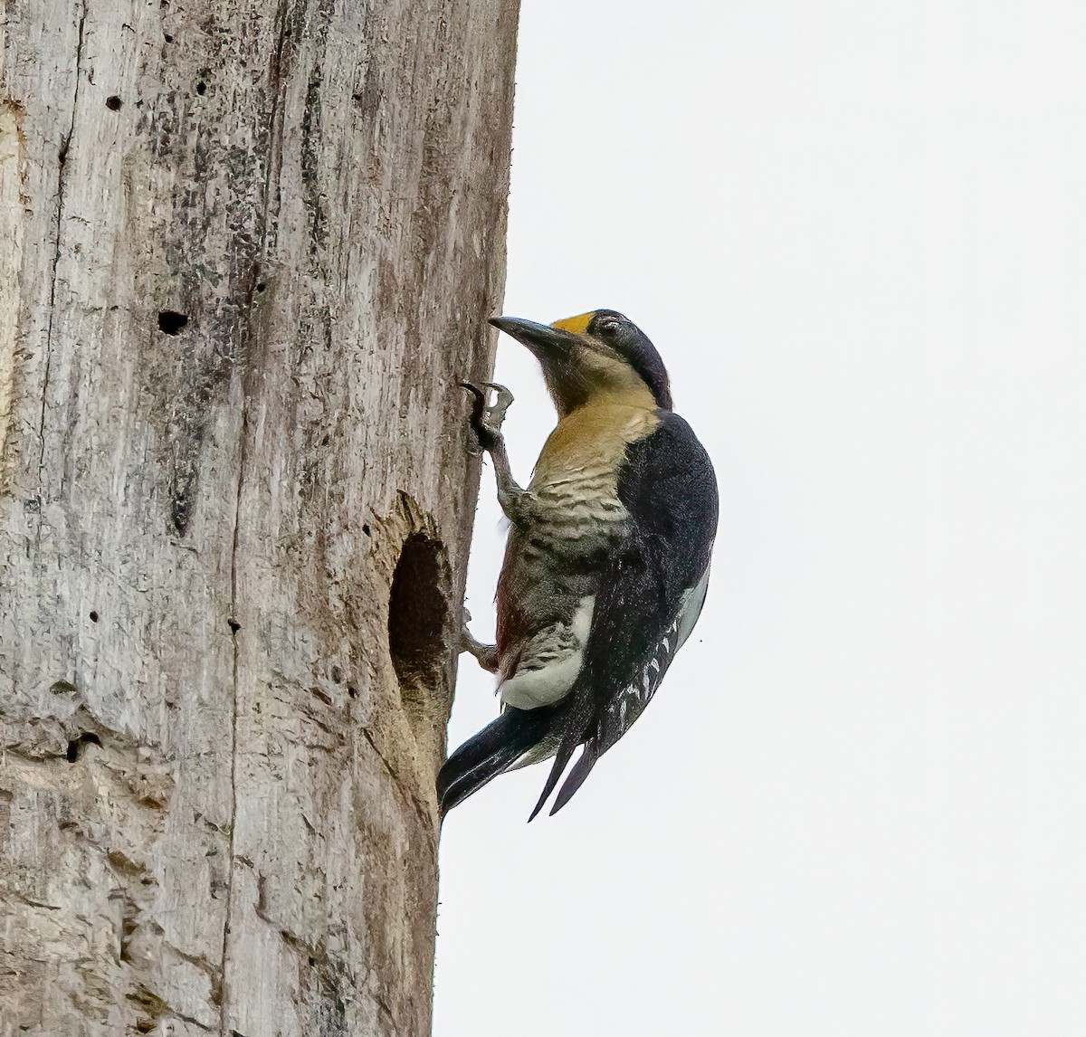 Golden-naped Woodpecker - ML550338451