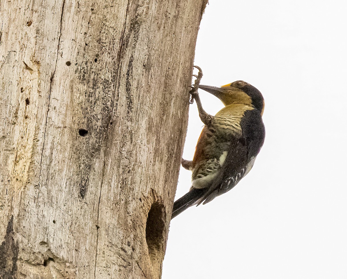 Golden-naped Woodpecker - ML550340981