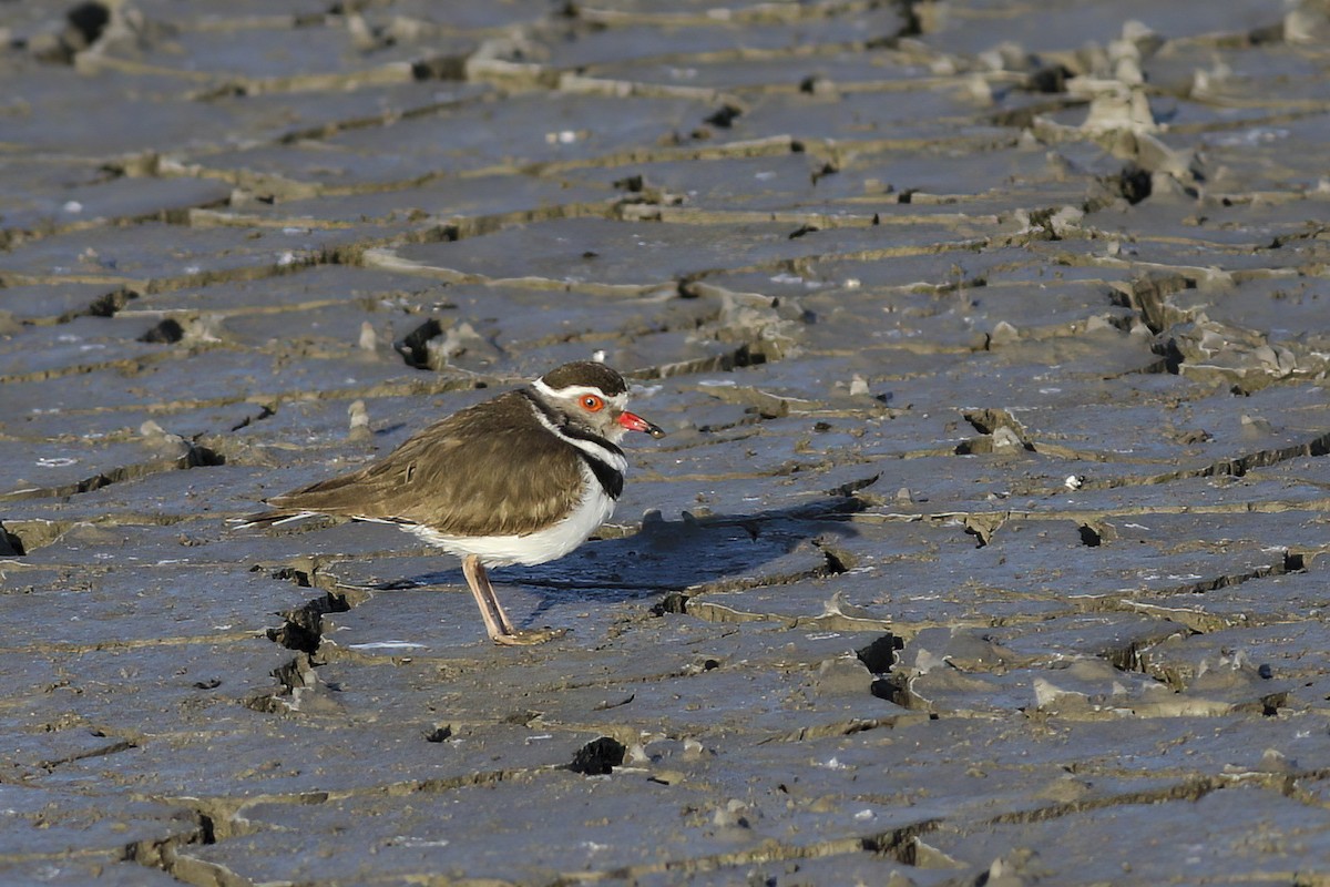 Three-banded Plover - ML550344251