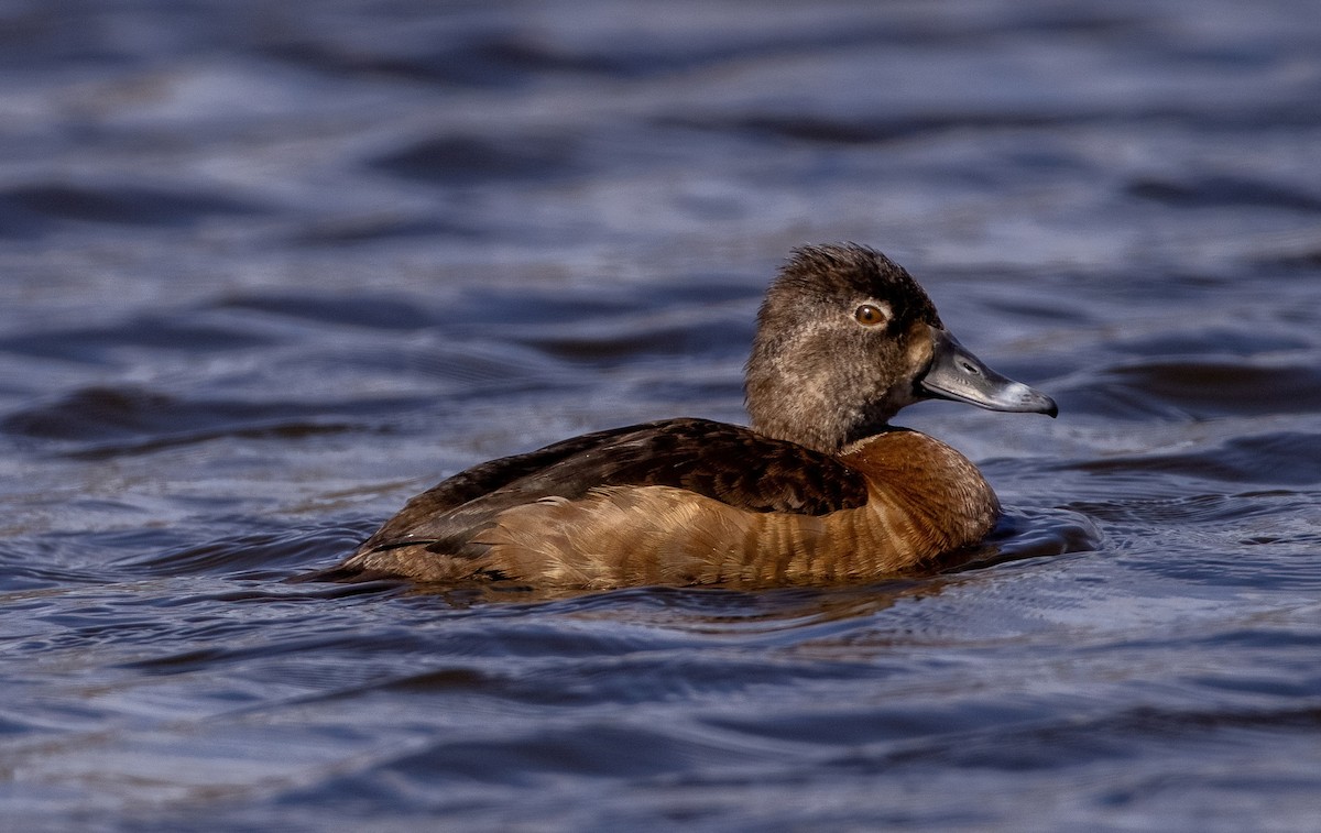 Ring-necked Duck - ML550345781